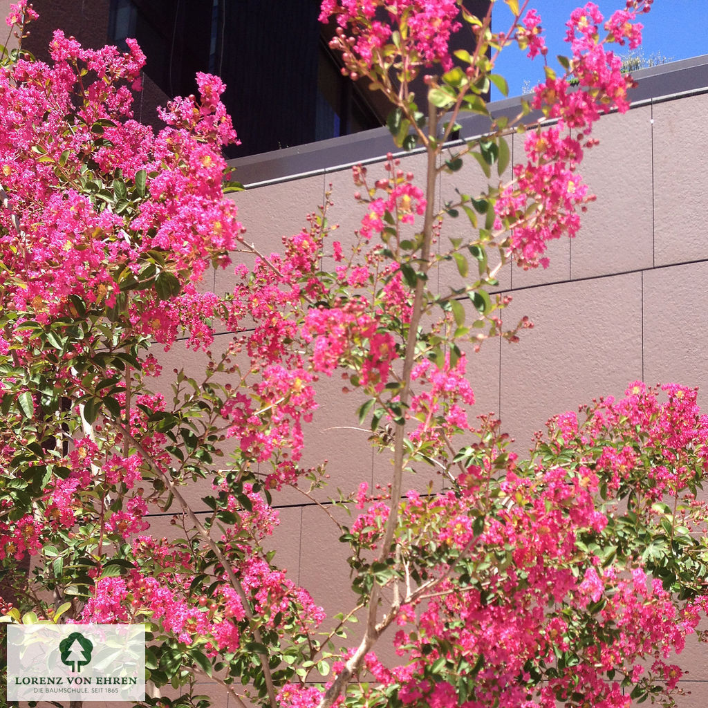 Lagerstroemia indica in Farben rot, rosa, weiß, lila