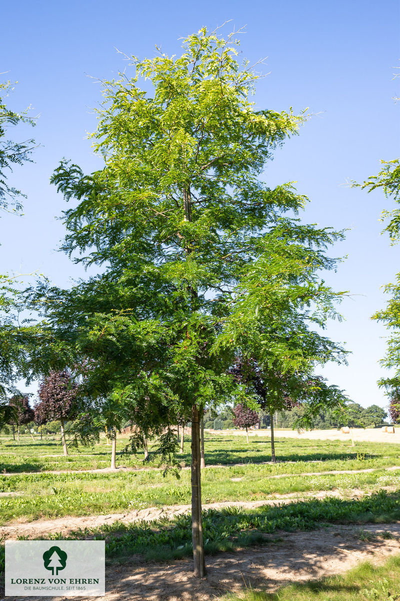 Gleditsia triacanthos 'Sunburst'