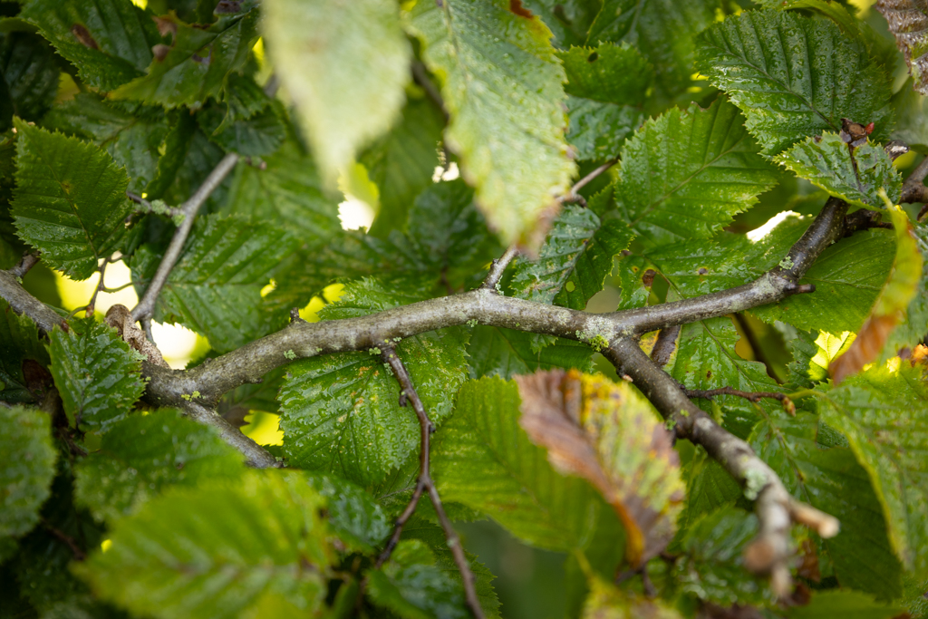 Carpinus betulus Bonsai
