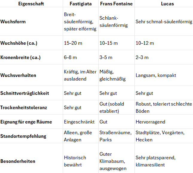 3 Arten Hainbuchen im Vergleich Tabelle - Inhalt bereits im Text beschrieben