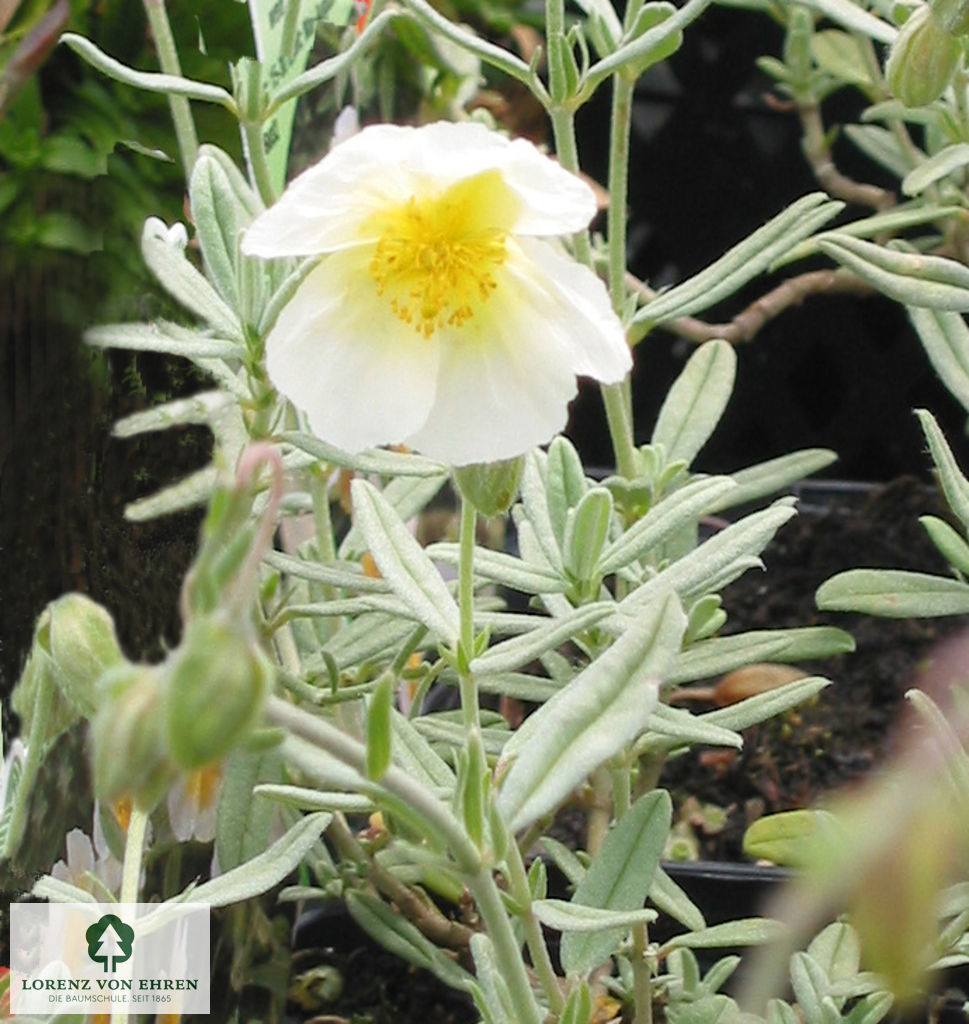 Helianthemum 'The Bride'