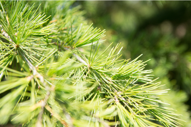 Laub Cedrus deodara Sattgrüne Nadeln der Zeder