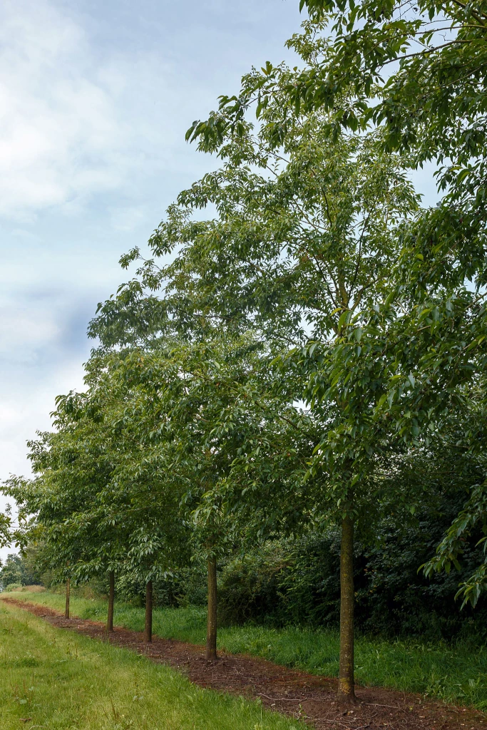 Alnus spaethii in Reihe