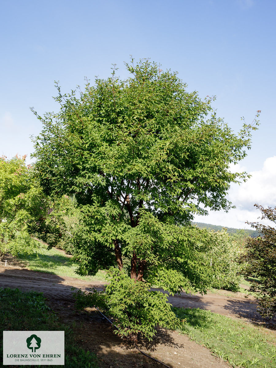 Acer griseum