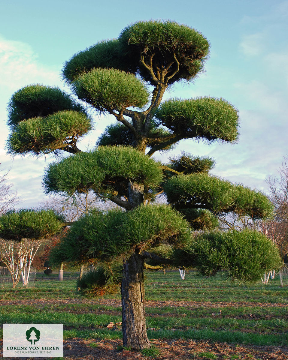 Pinus nigra austriaca