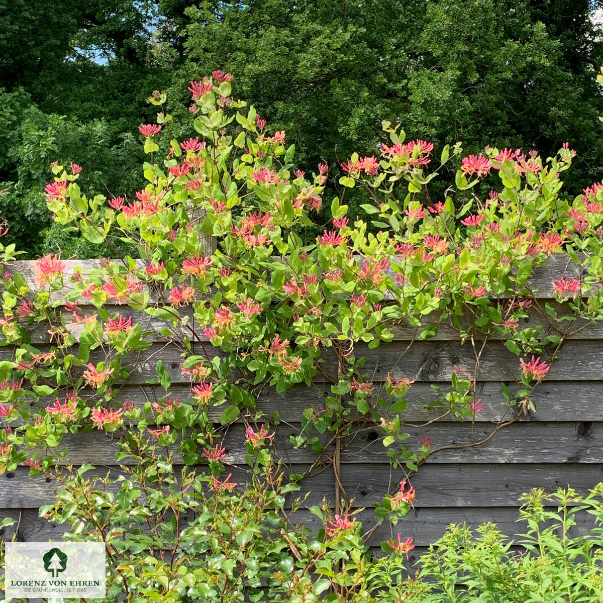 Lonicera heckrottii 'Goldflame'