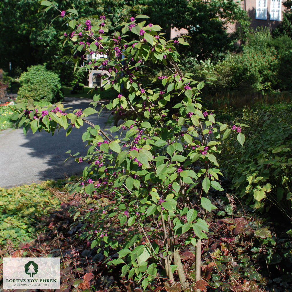 Callicarpa bodinieri 'Profusion'