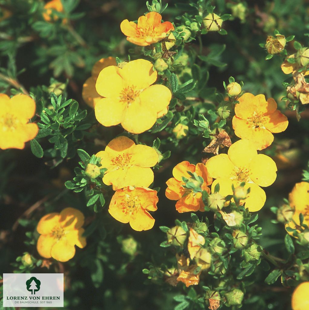 Potentilla fruticosa 'Tangerine'