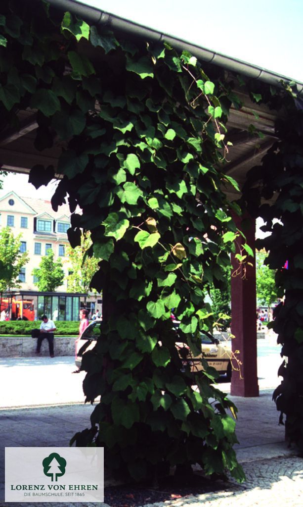 Vitis coignetiae