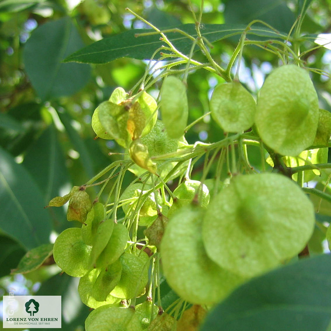 Ptelea trifoliata