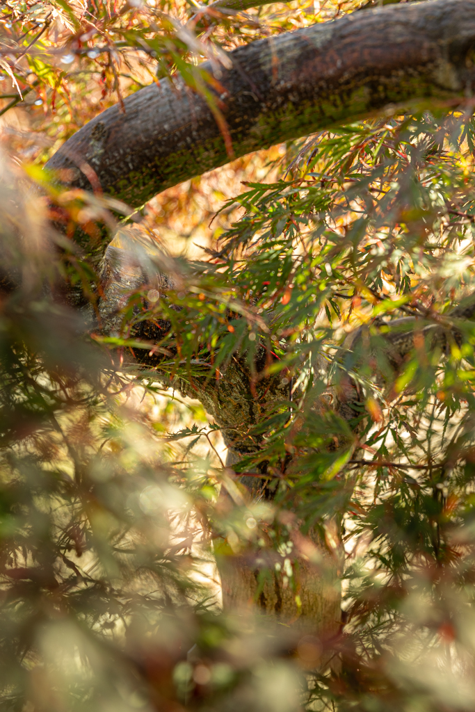 Acer palmatum 'Dissectum Nigrum' VJ