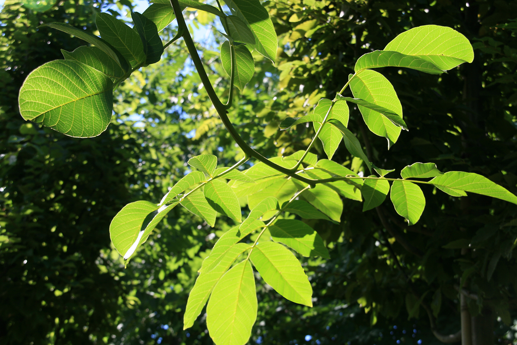 Erfahren Sie mehr über das belebende Grün des Juglans regia-Baums im Sommer. Wie es die warmen Tage in Ihrem Garten noch angenehmer macht.