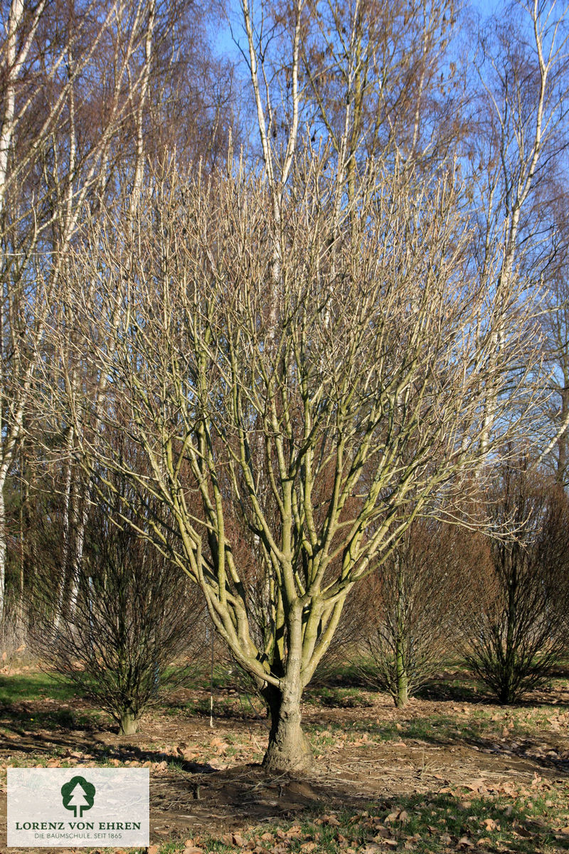 Quercus pontica