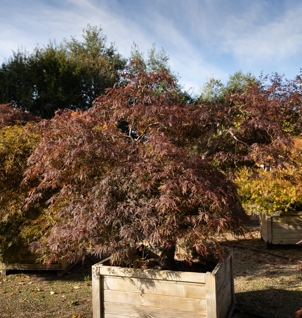 Acer palmatum 'Dissectum Nigrum' VJ
