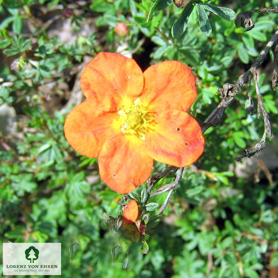 Potentilla fruticosa 'Red Ace'
