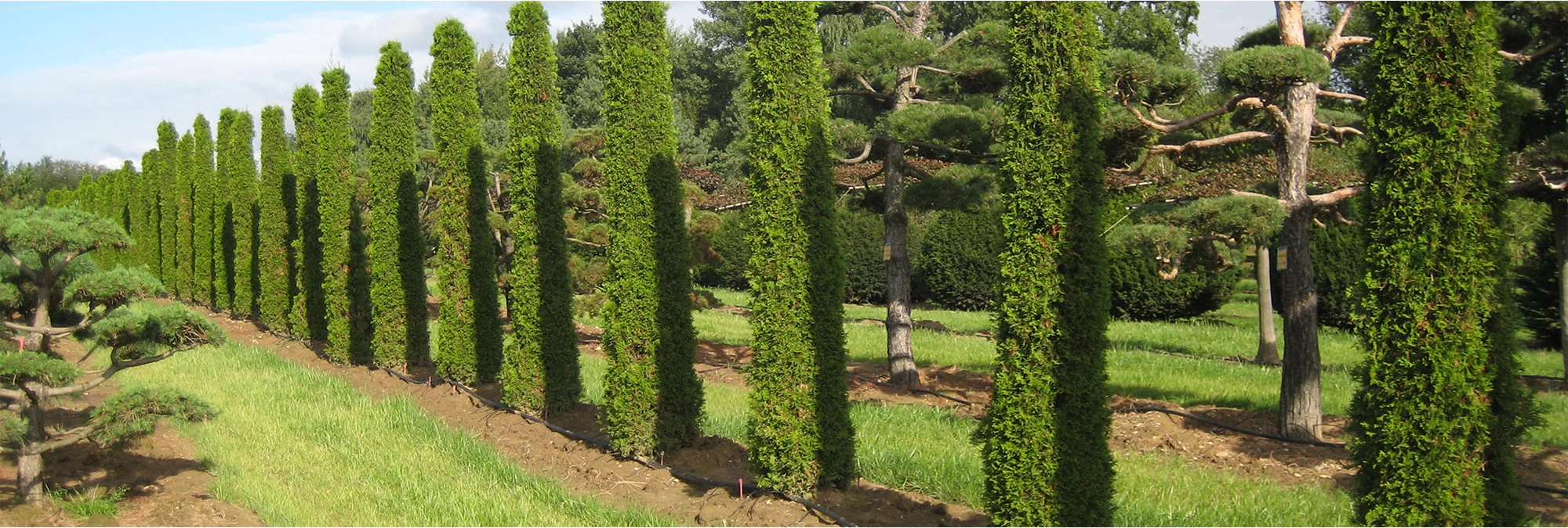 Säulenbäume als Thuja occidentalis Smaragd begeistern durch ihre Symmetrie und Eleganz