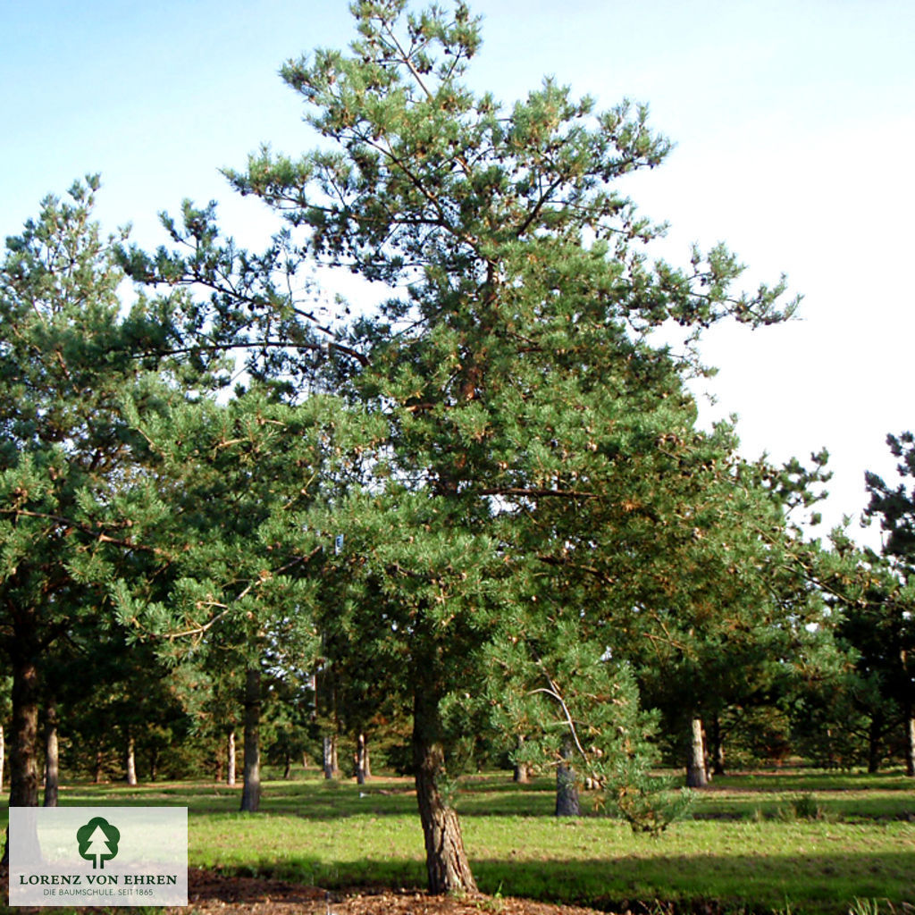 Pinus sylvestris 'Norske Typ'