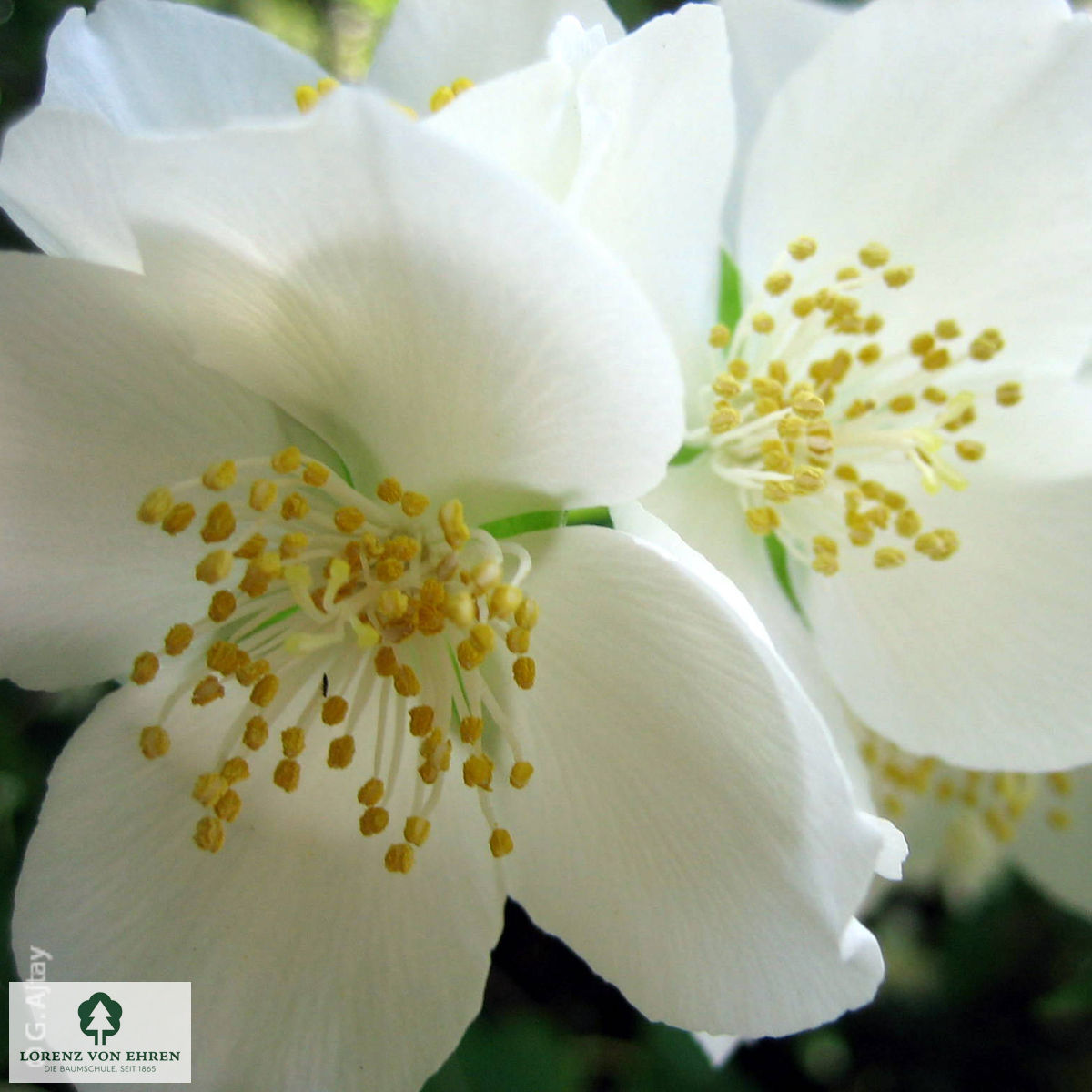 Philadelphus coronarius