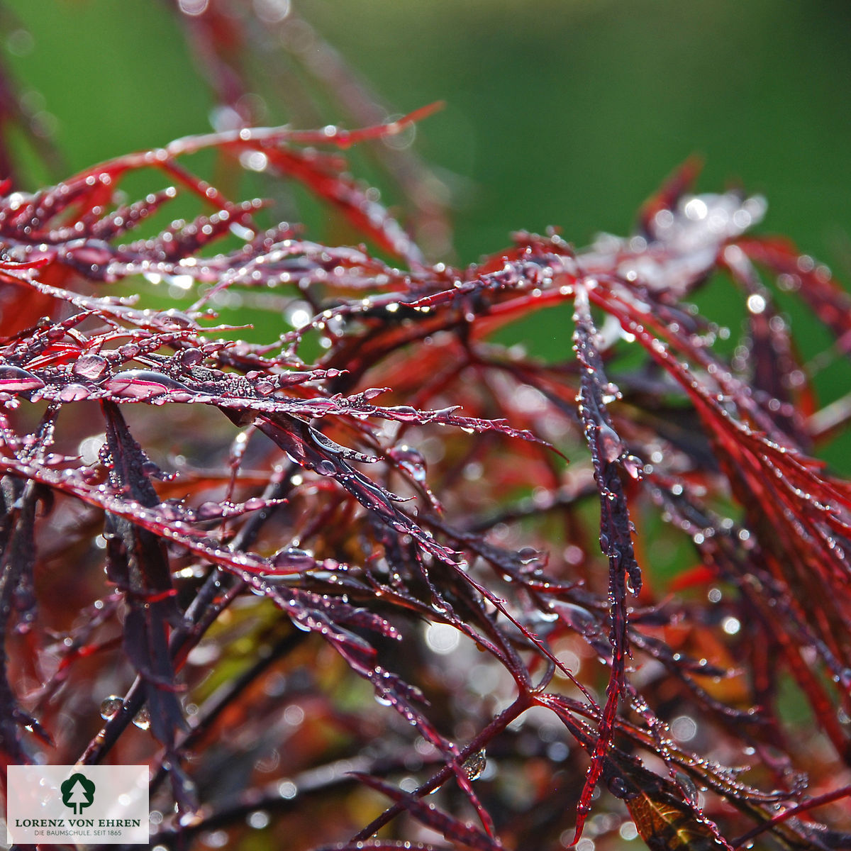 Acer palmatum 'Dissectum Garnet'