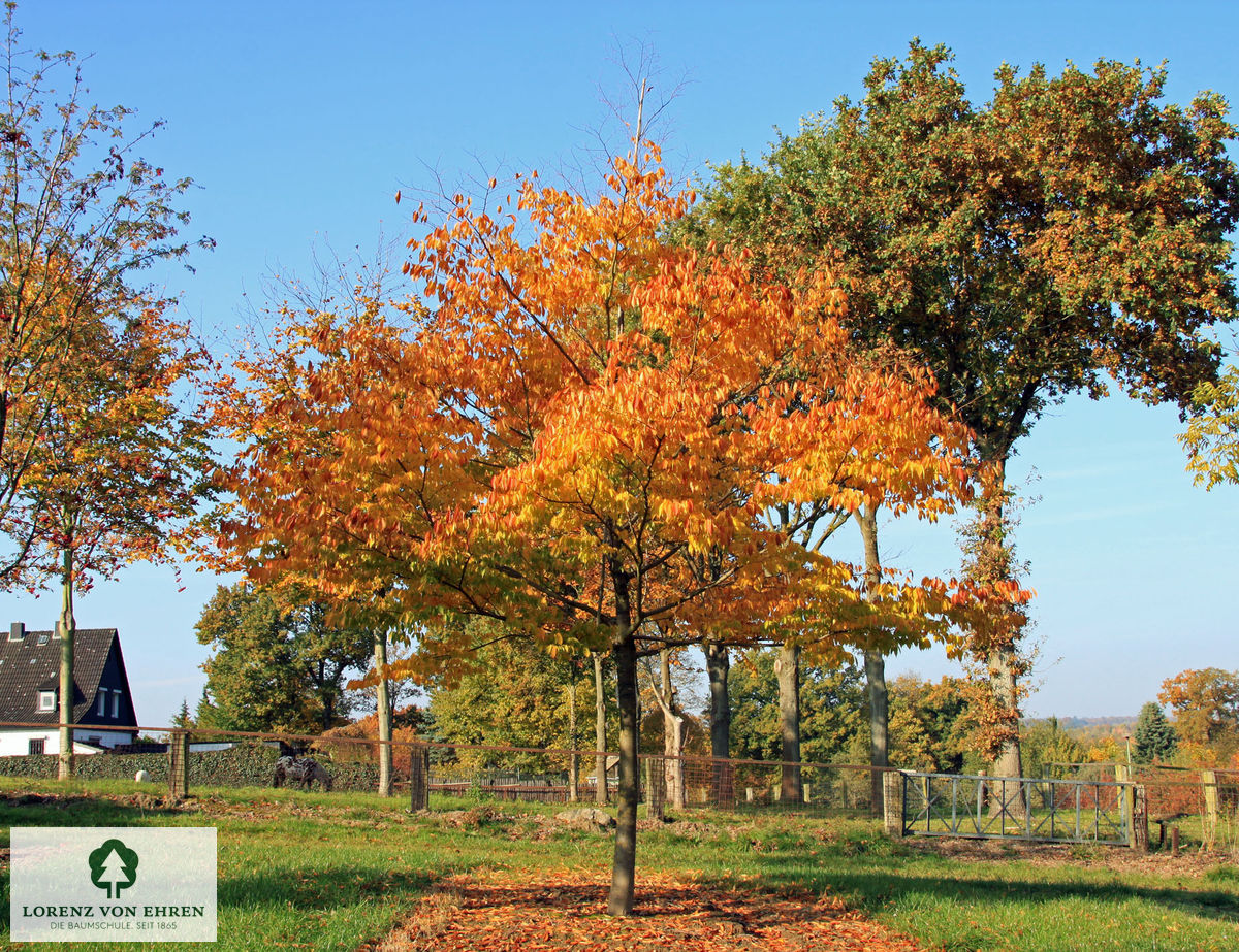 Zelkova serrata