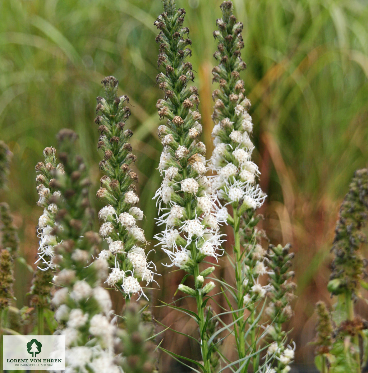 Liatris spicata 'Floristan Weiß'