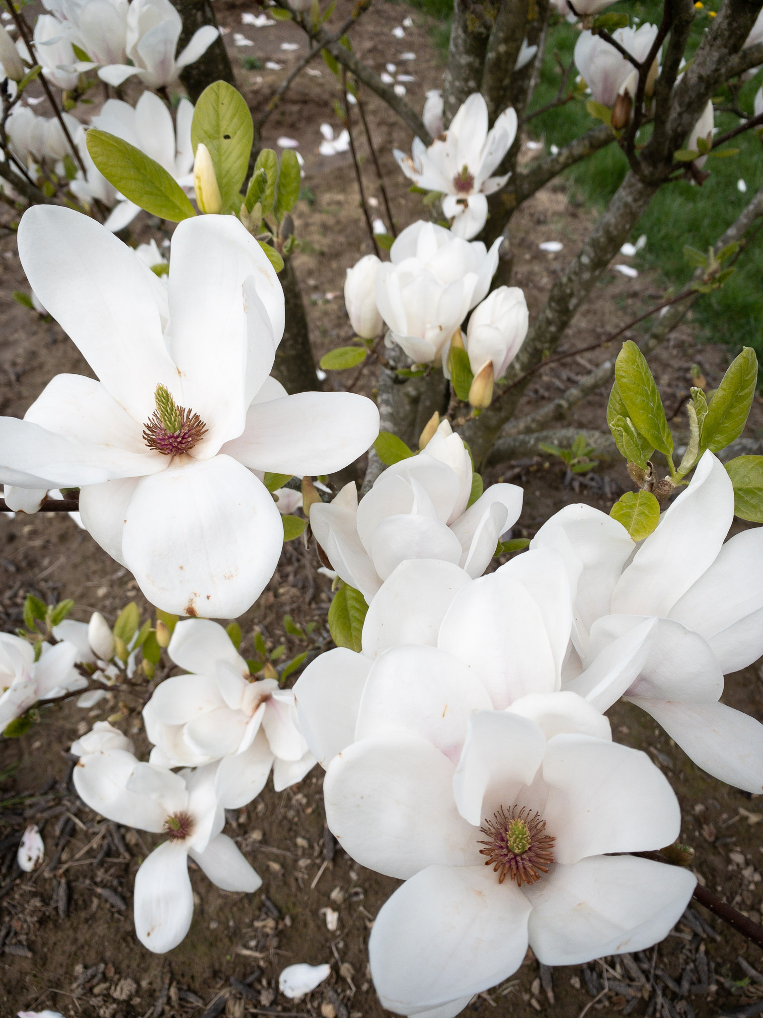 Magnolia soulangeana Bonsai
