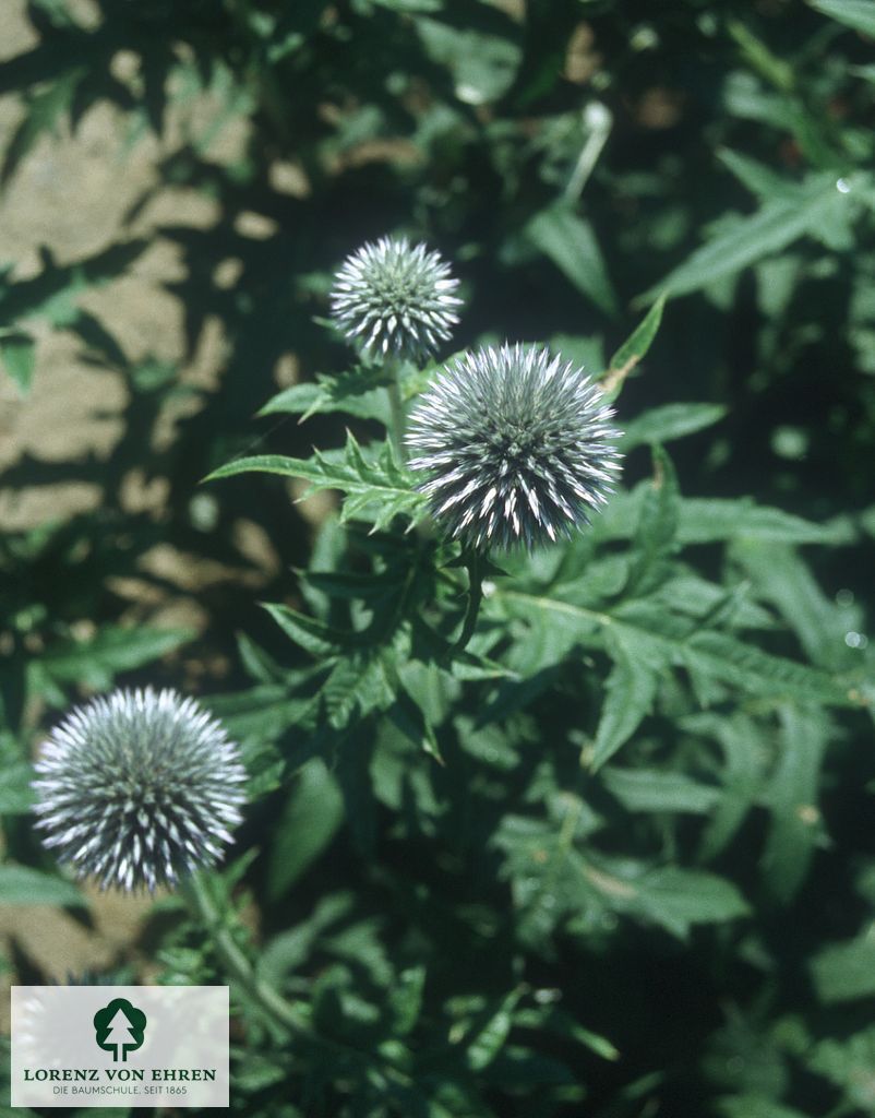 Echinops bannaticus 'Blue Glow'