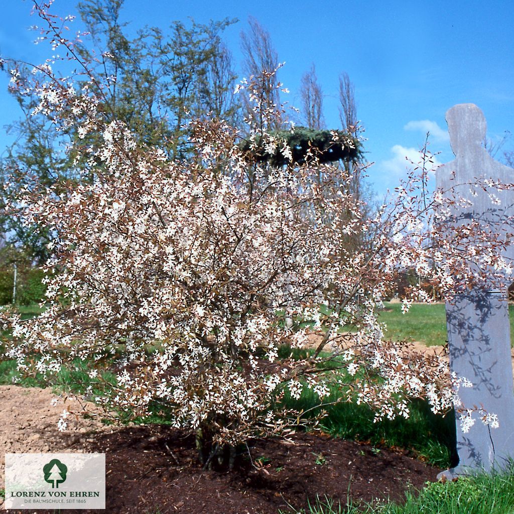 Amelanchier laevis