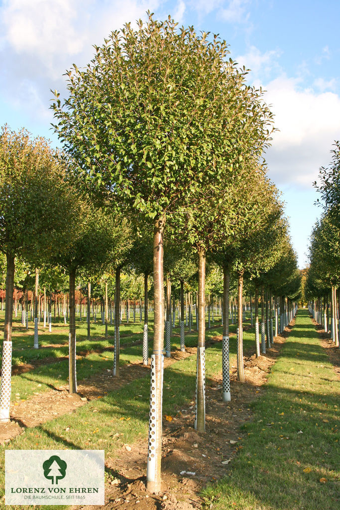 Prunus fruticosa 'Globosa'