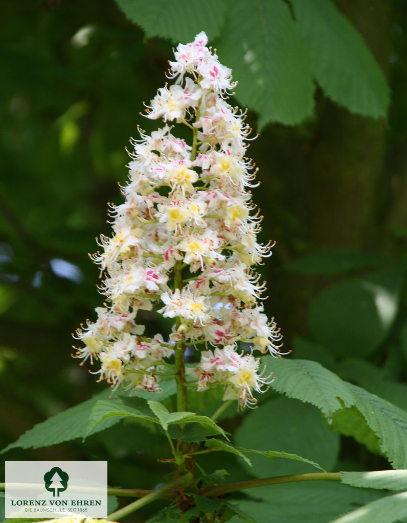 Aesculus hippocastanum