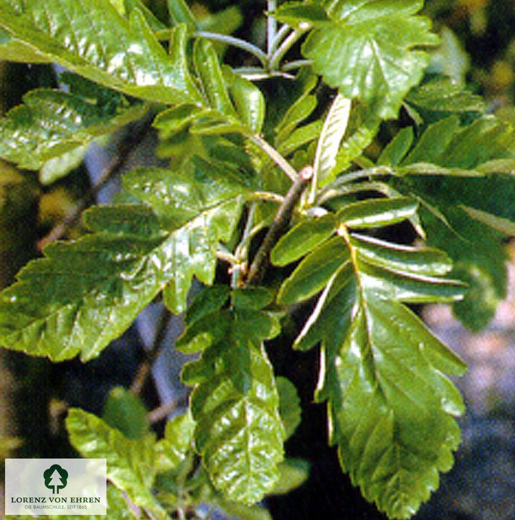 Sorbus Thuringiaca Fastigiata: Sorbus Thuringiaca Entretien – SCLH