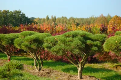 Rhododendron Japanische Azalee 'Purpurtraum' | Baumschule LvE