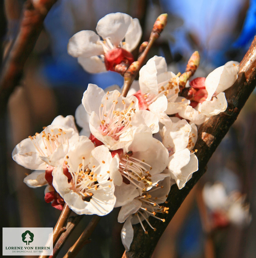 Prunus