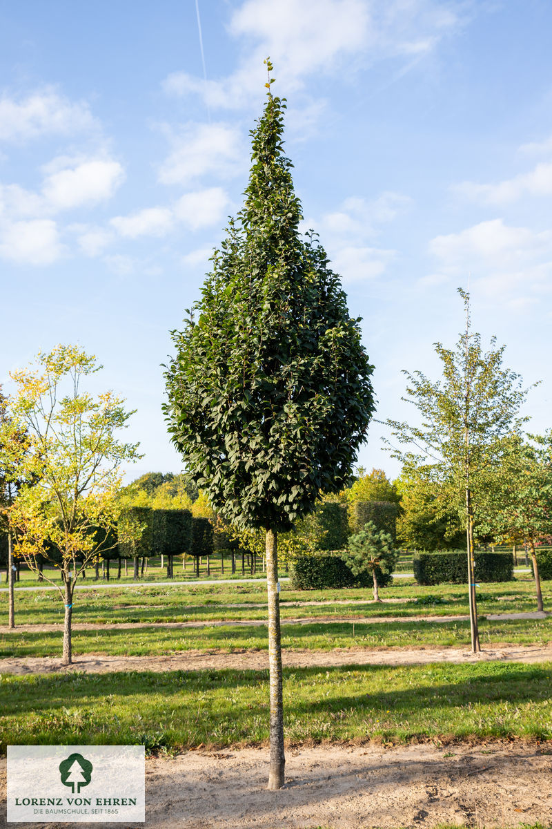 Carpinus betulus 'Lucas' Baumschule LvE