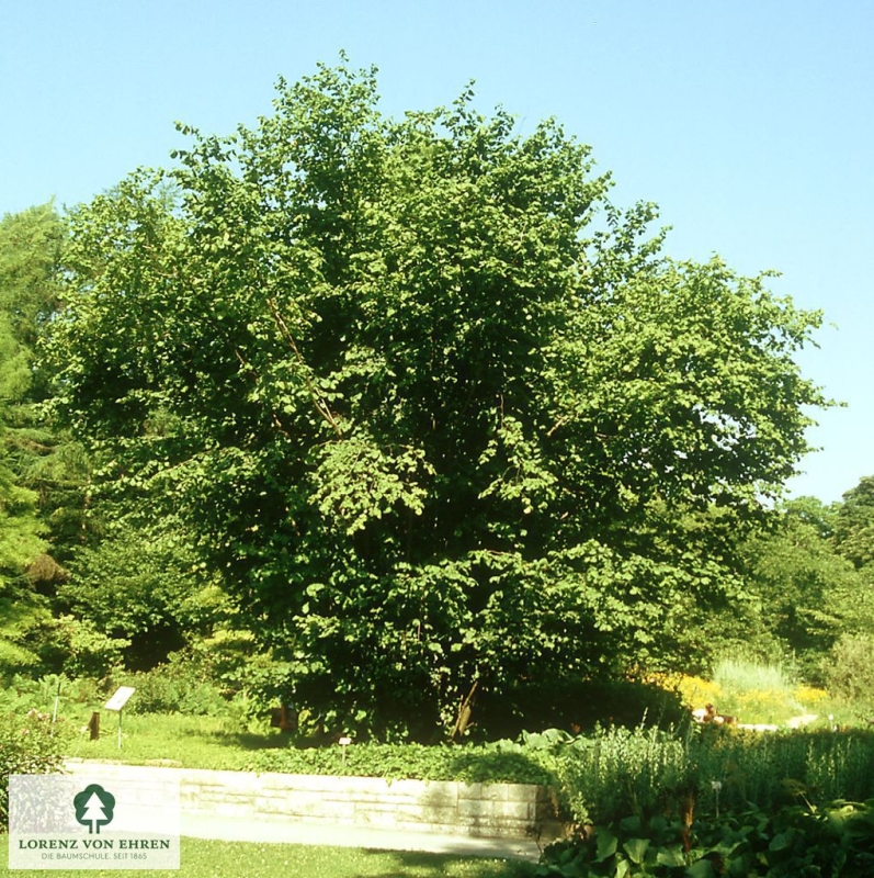 Corylus avellana | Baumschule LvE