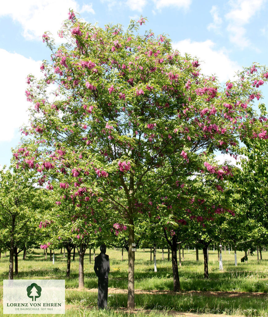 Robinia: Alle Arten & Sorten