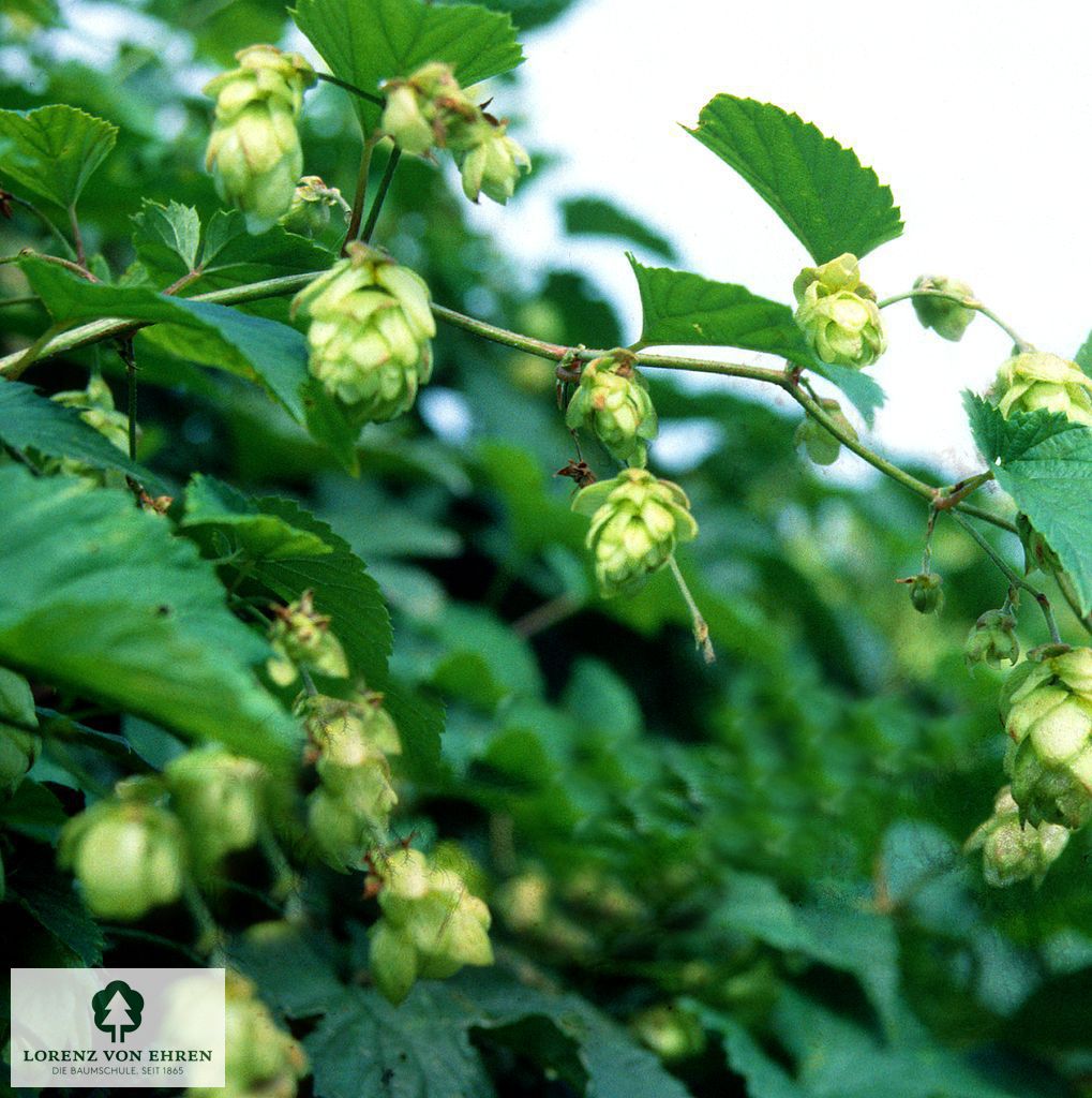 Humulus lupulus | Baumschule LvE
