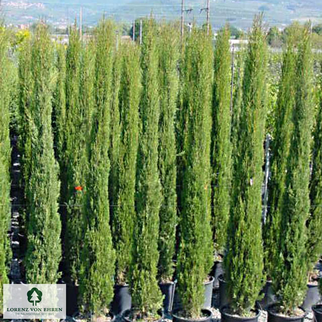 CUPRESSUS sempervirens SWANE'S GOLDEN (Cyprès d'Italie doré