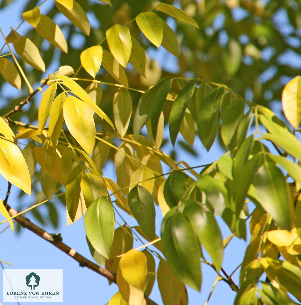 Sophora Japonica Blatt