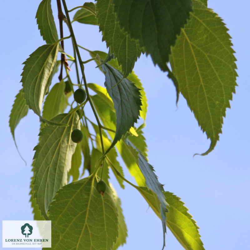 celtis-australis-baumschule-lve