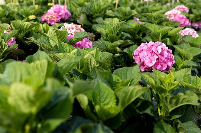 Hydrangea: Alle Arten und Sorten