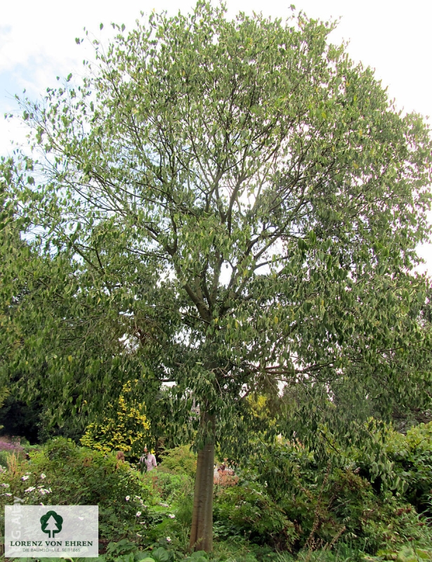 celtis-australis-baumschule-lve