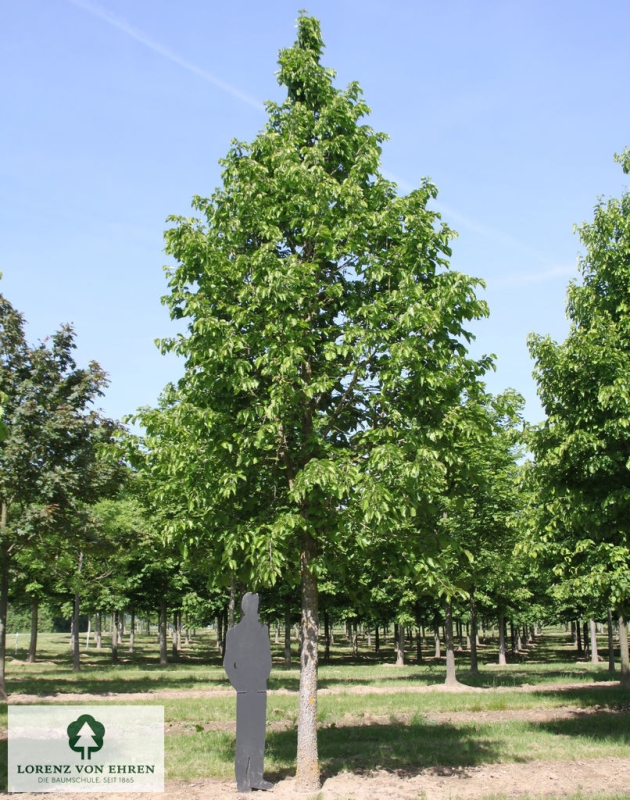 Unsere Arten und Sorten: Corylus