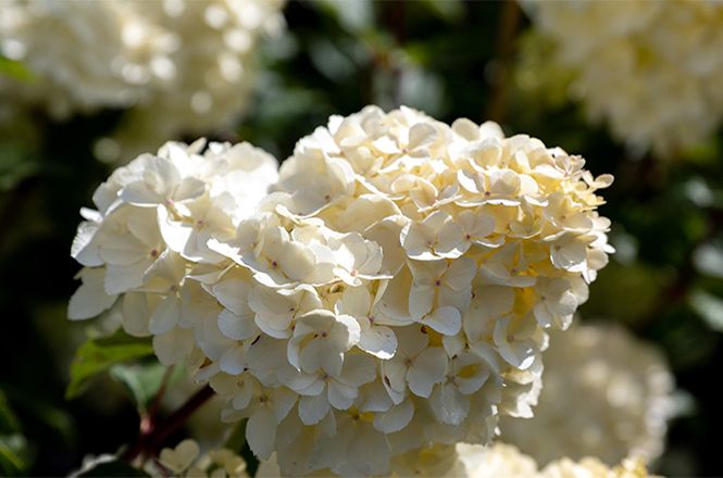 Hydrangea: Alle Arten und Sorten