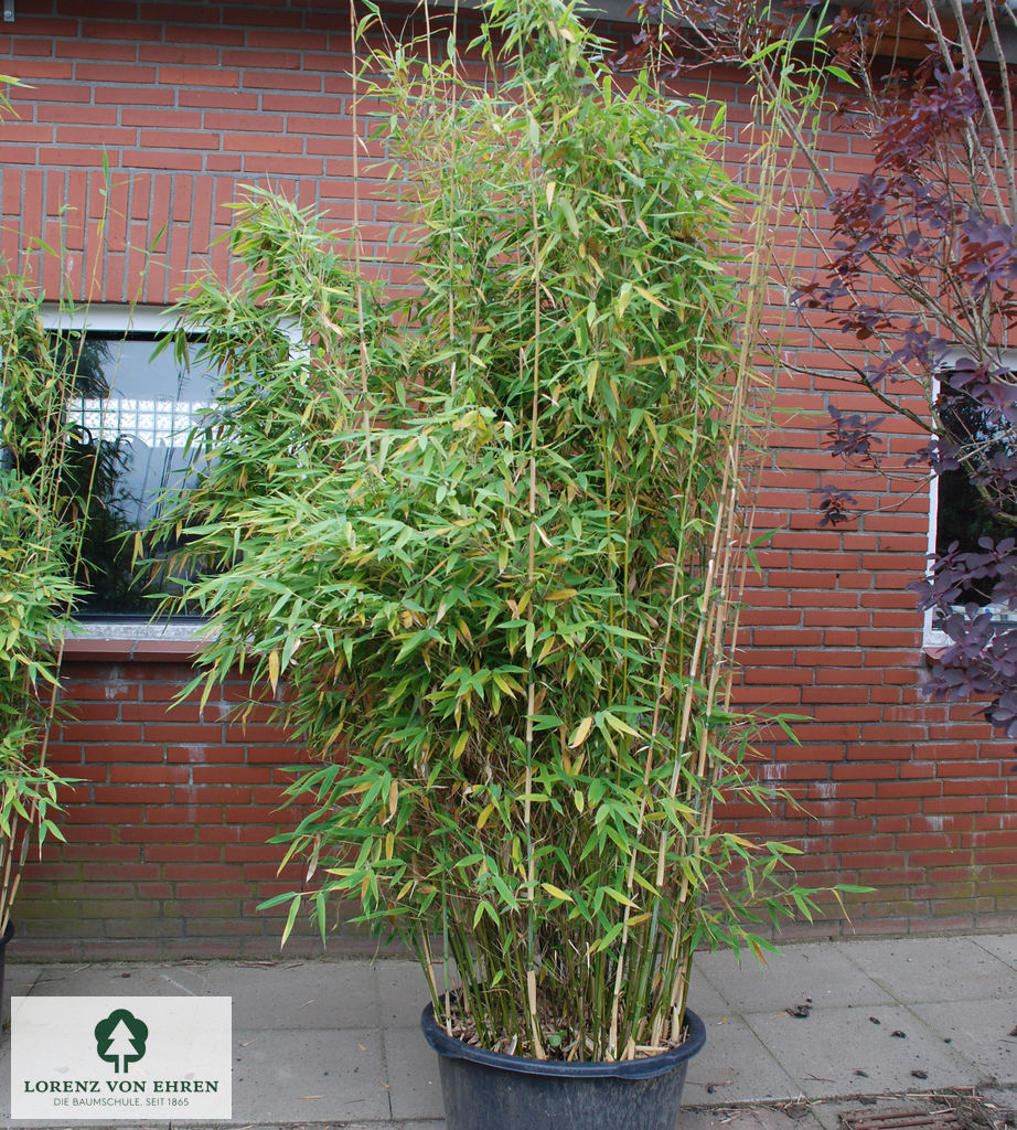 Fargesia murielae 'Standing Stone' [R] Baumschule LvE