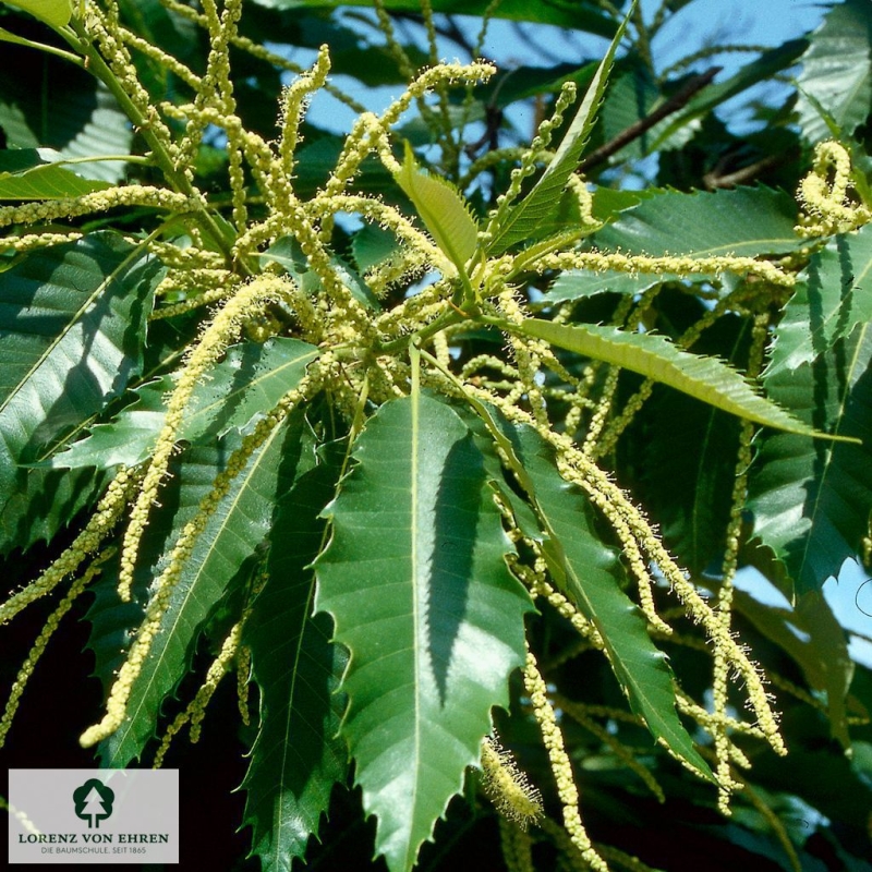 Castanea sativa | Baumschule LvE
