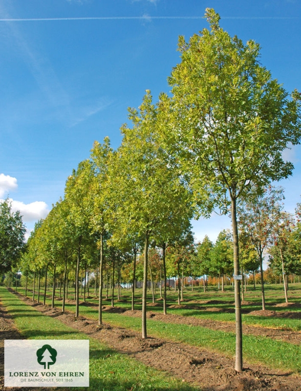 Fraxinus