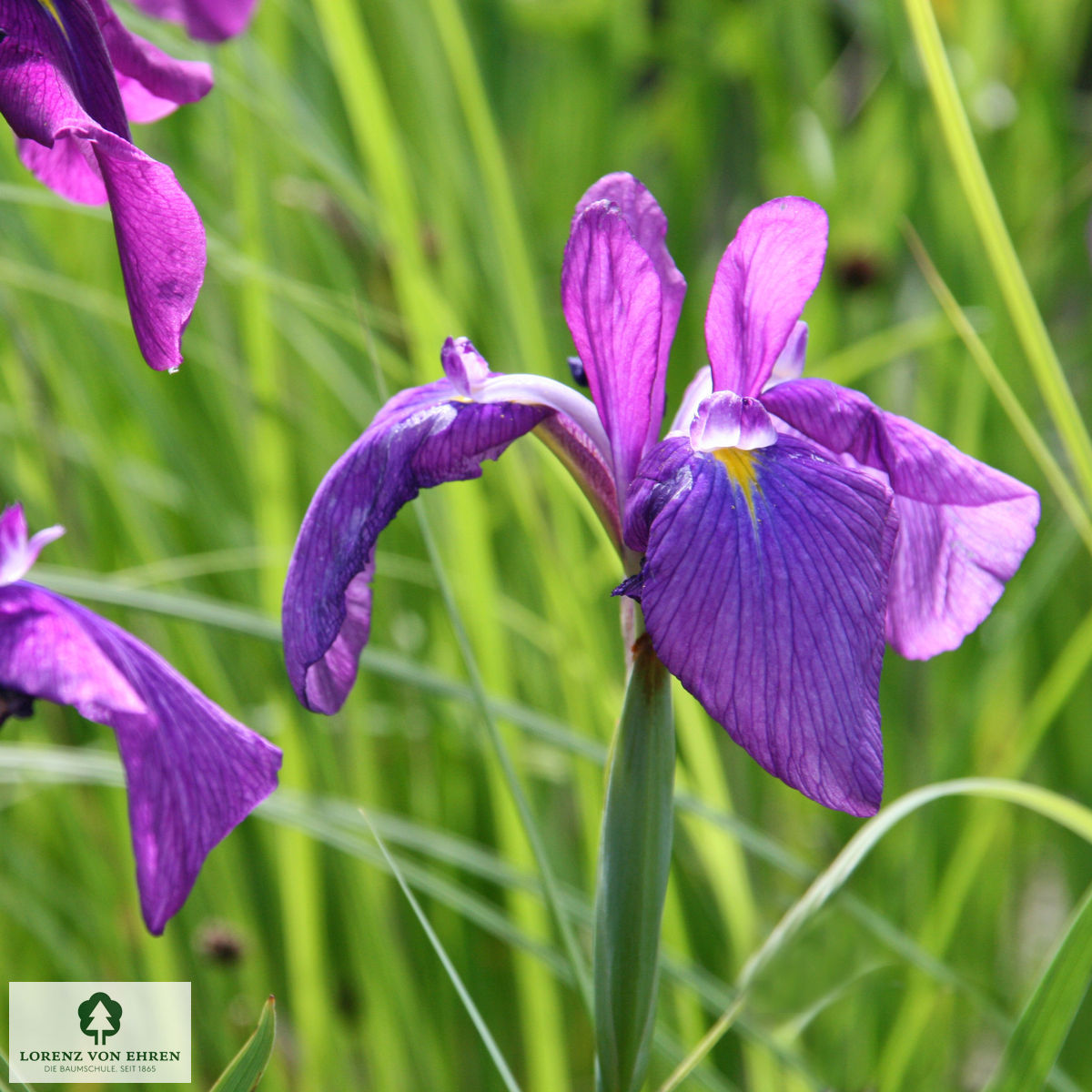 Iris sibirica 'Phosphorflamme' Baumschule LvE