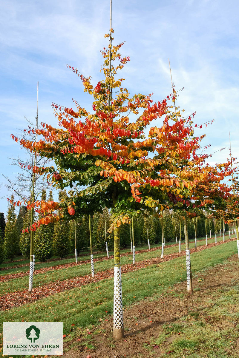 parrotia-persica-baumschule-lve