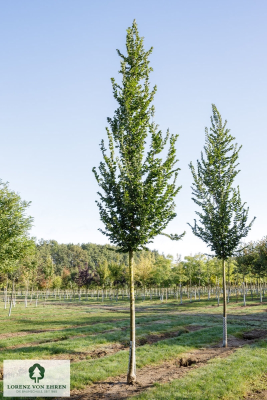 Ulmus hollandica 'Columella' | Baumschule LvE